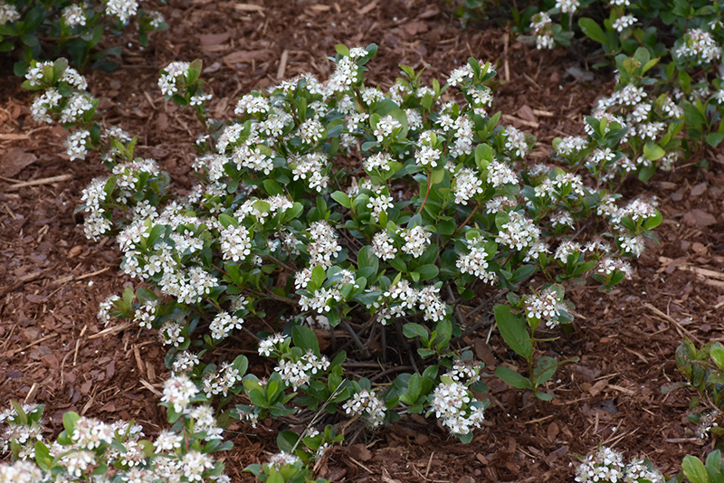 Low Scape® Mound Black Chokeberry (Aronia melanocarpa 'UCONNAM165') at Gertens