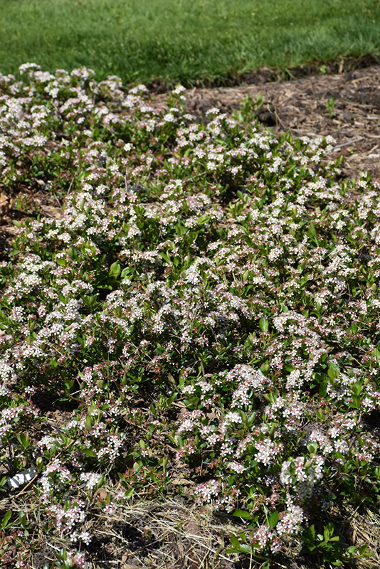 Ground Hog Black Chokeberry (Aronia melanocarpa 'UCONNAM012') at Gertens