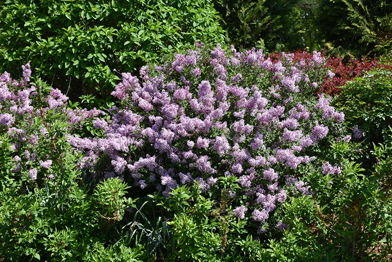 Bloomerang Dwarf Purple Lilac (Syringa 'SMNJRPU') at Gertens