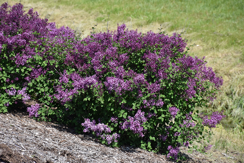 Bloomerang® Dark Purple Lilac (Syringa 'SMSJBP7') at Gertens