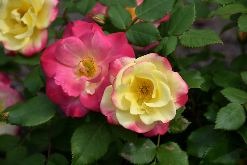 First Editions® Campfire Rose (Rosa 'Campfire') at Gertens