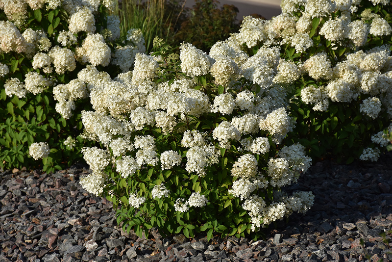 Bobo® Hydrangea (Hydrangea paniculata 'ILVOBO') at Gertens