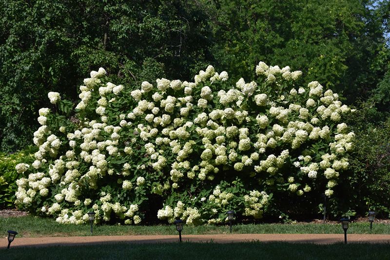 Limelight Hydrangea (Hydrangea paniculata 'Limelight') at Gertens