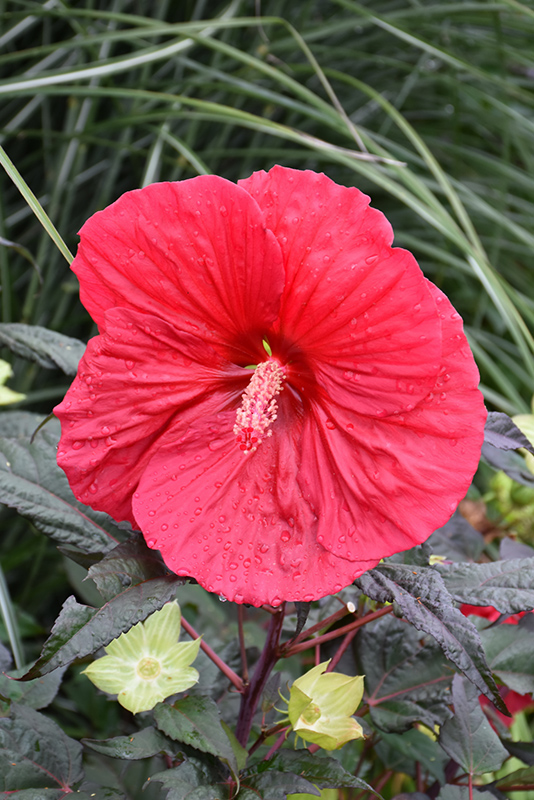Mars Madness Hibiscus (Hibiscus 'Mars Madness') at Gertens