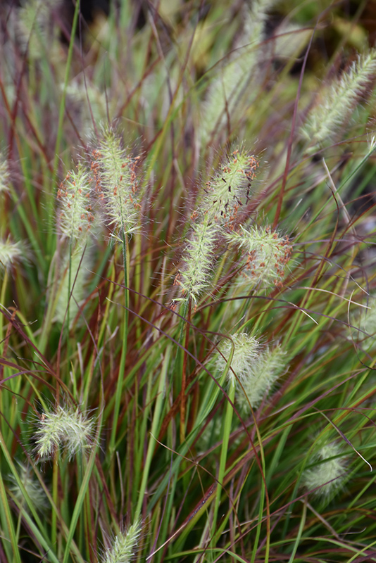Burgundy Bunny Fountain Grass (Pennisetum alopecuroides 'Burgundy Bunny') at Gertens