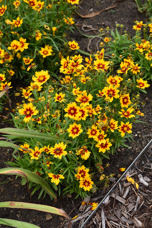 UpTick Gold and Bronze Tickseed (Coreopsis 'Baluptgonz') at Gertens