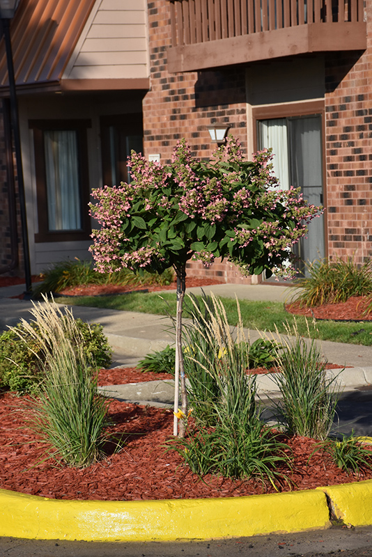 Quick Fire Hydrangea (tree form) (Hydrangea paniculata 'Bulk') at Gertens