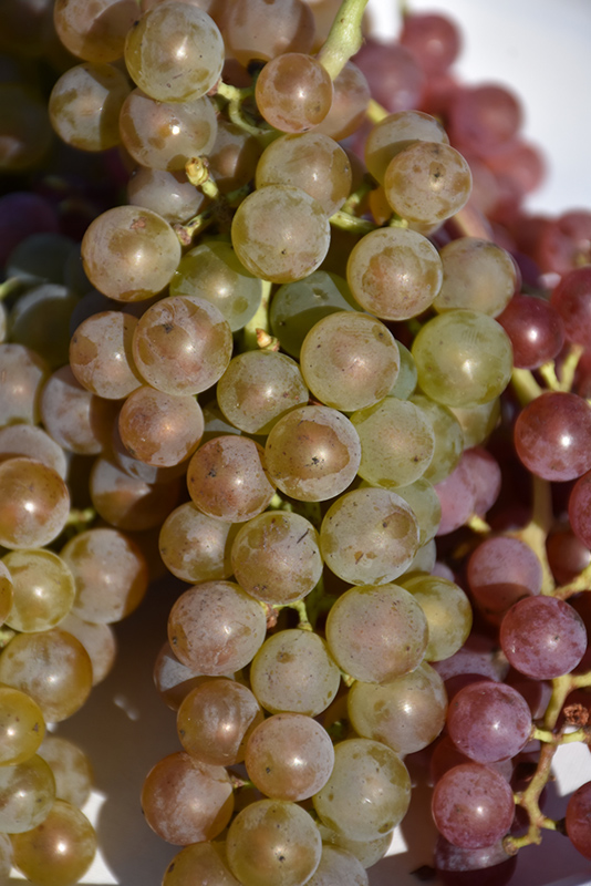 Itasca Grape (Vitis 'Itasca') at Gertens