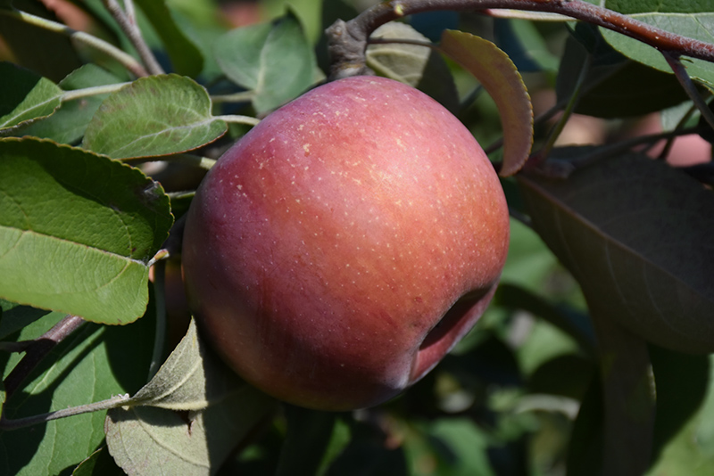 SnowSweet Apple (Malus 'Wildung') at Gertens