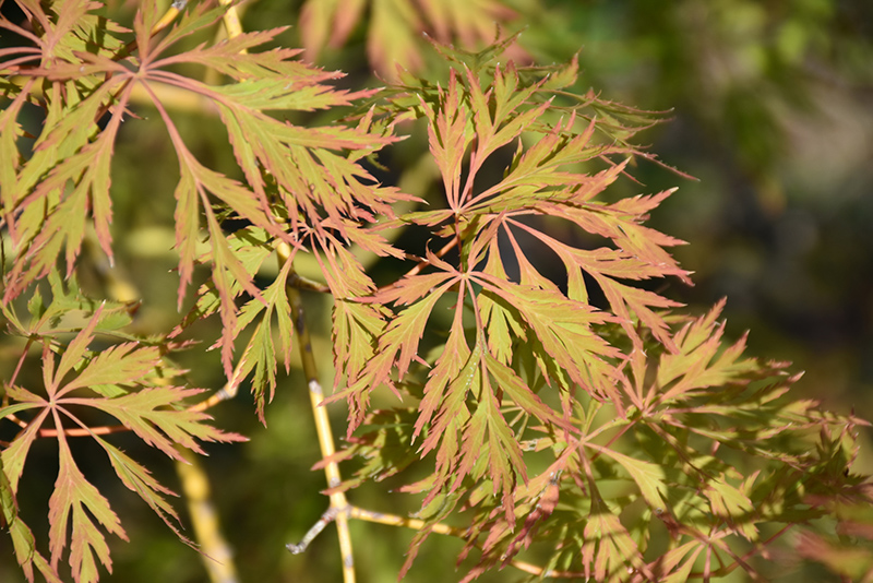 Ice Dragon® Maple (Acer 'IsliD') at Gertens