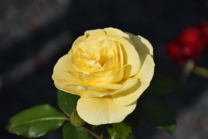 Easy Elegance® High Voltage Shrub Rose (Rosa 'BAIage') at Gertens