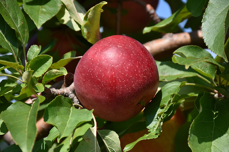 Haralred® Apple (Malus 'Haralred') at Gertens