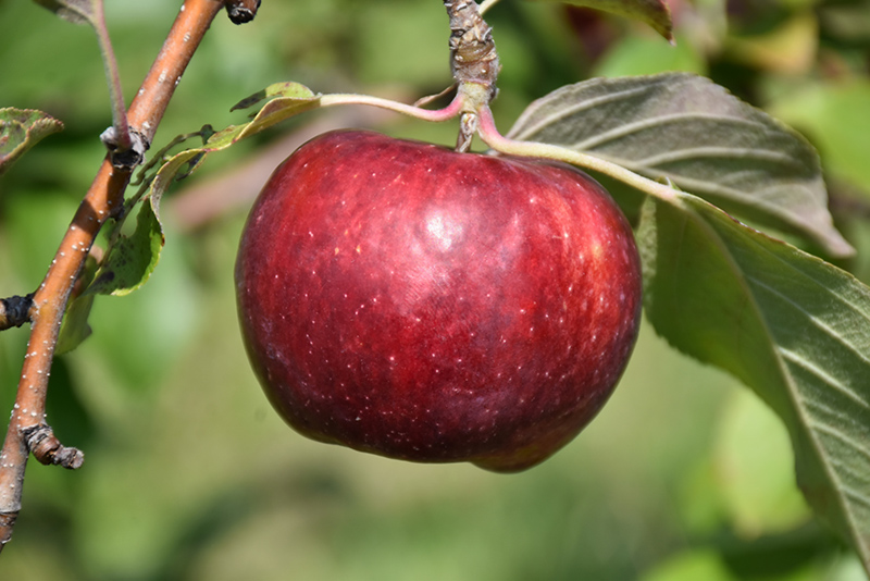 Frostbite Apple (Malus 'MN 447') at Gertens