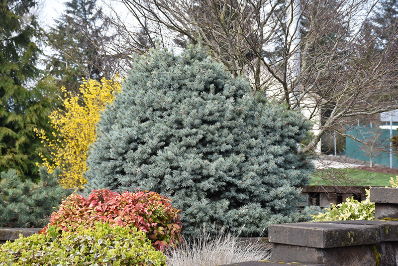 Zafiro Colorado Blue Spruce (Picea pungens 'Zafiro') in Inver Grove Heights,  Minnesota (MN) at Gertens