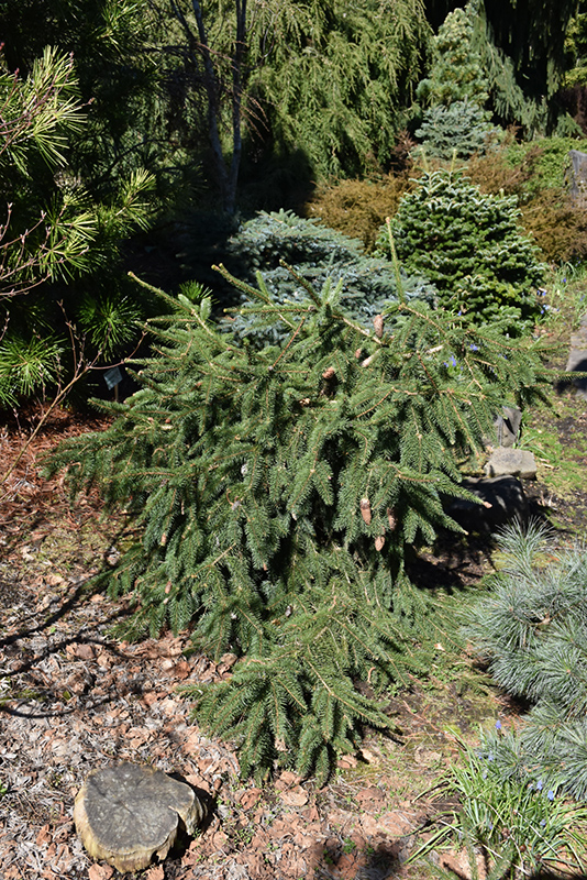 Acrocona Norway Spruce (Picea abies 'Acrocona') at Gertens