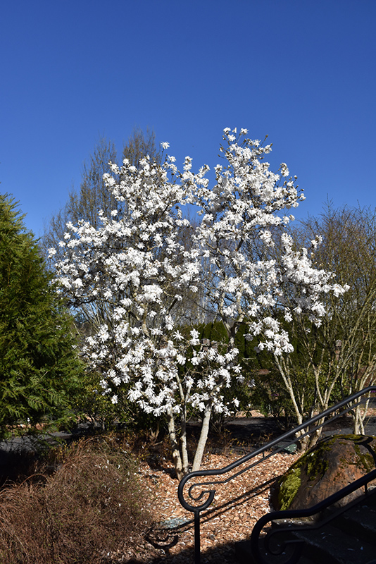 Royal Star Magnolia (Magnolia stellata 'Royal Star') at Gertens