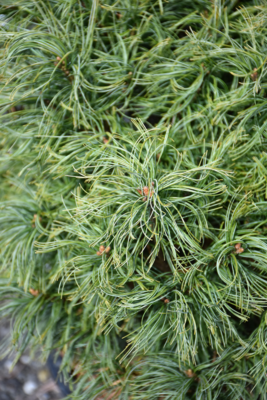 Mini Twists White Pine (Pinus strobus 'Mini Twists') in Inver Grove ...