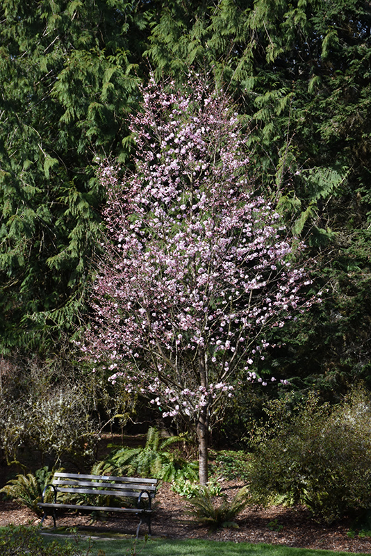 Pink Flair® Flowering Cherry (Prunus sargentii 'JFS-KW58') at Gertens