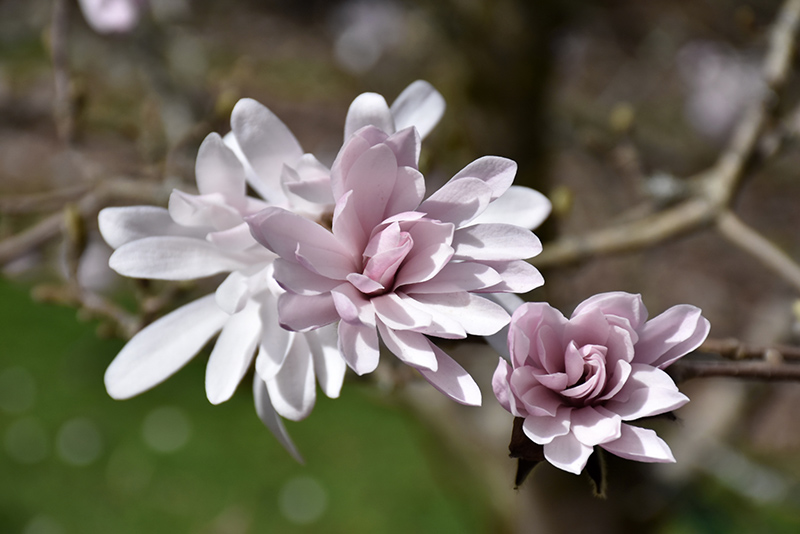 First Editions® Centennial Blush™ Magnolia (Magnolia stellata 'Centennial Blush') at Gertens