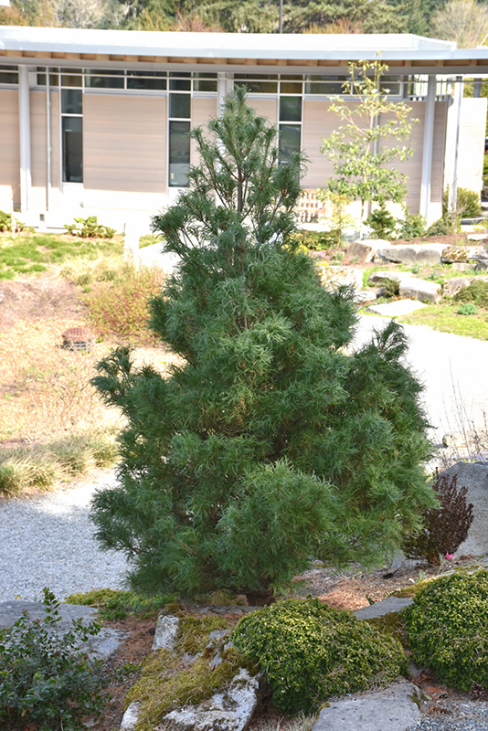 Mini Twists White Pine (Pinus strobus 'Mini Twists') at Gertens