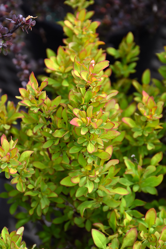 First Editions® Limoncello™ Barberry (Berberis thunbergii 'BailErin') at Gertens