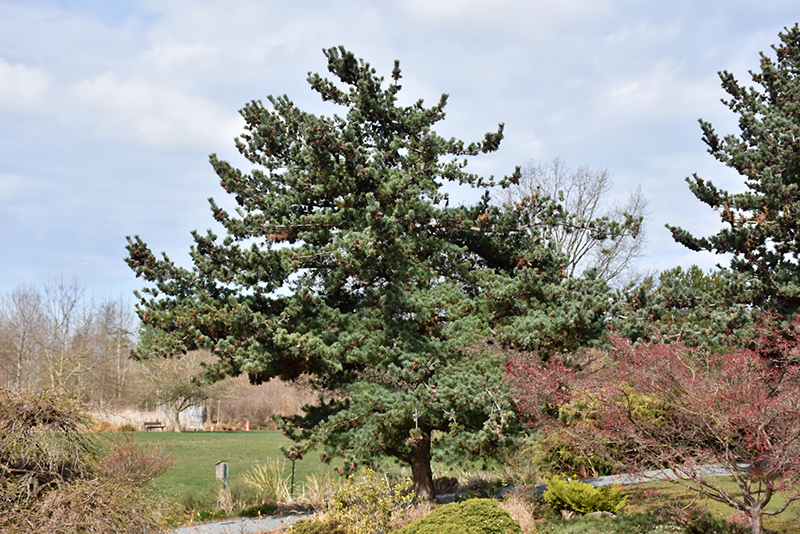 Japanese White Pine (Pinus parviflora 'Glauca') at Gertens