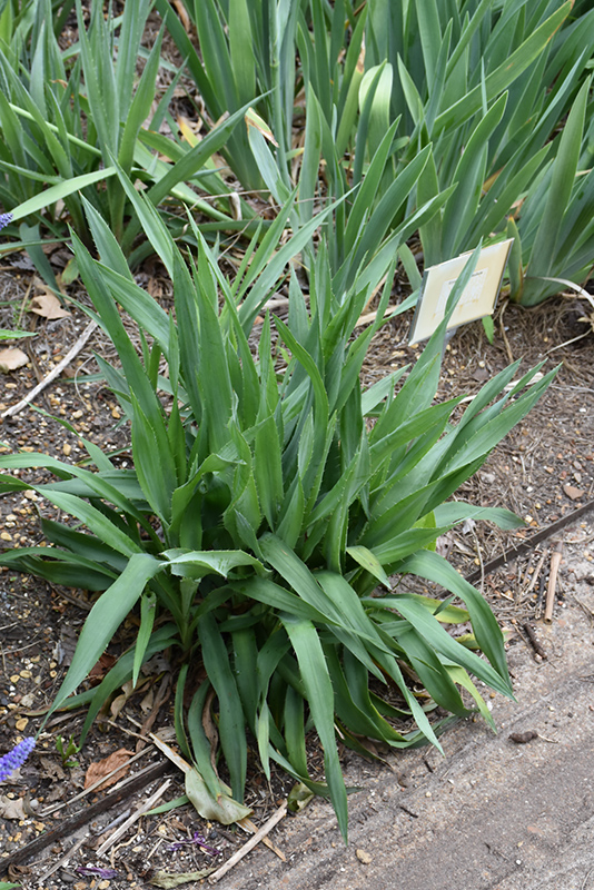 Rattlesnake Master (Eryngium yuccifolium) in Inver Grove Heights