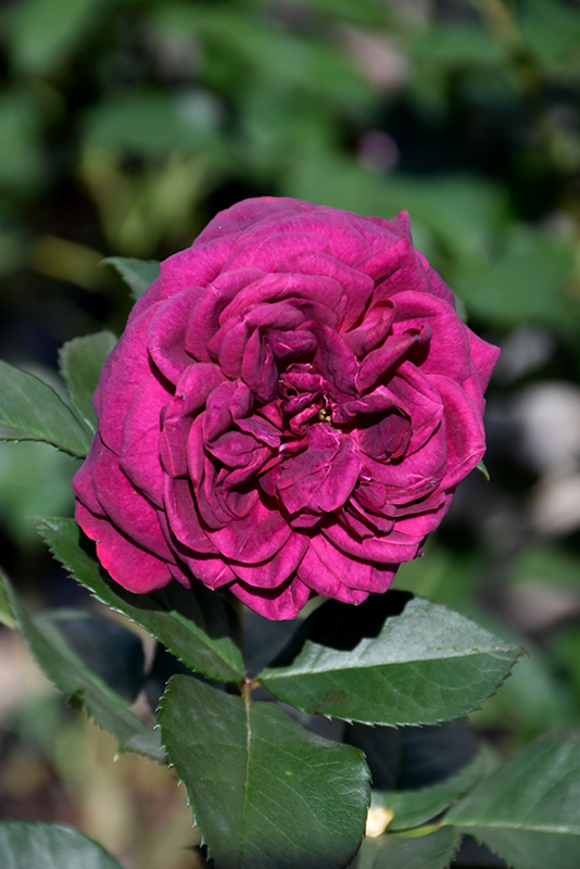 Celestial Night™ Floribunda Rose (Rosa 'WEKebtigrad') at Gertens