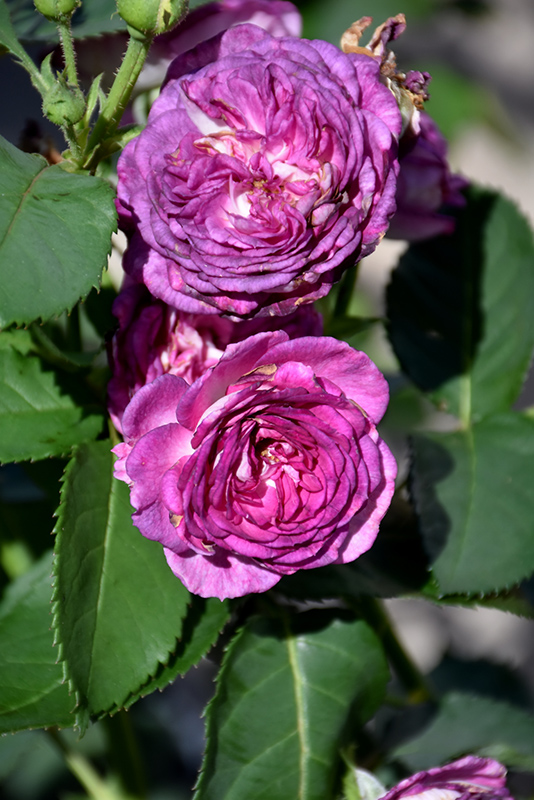 Arctic Blue™ Floribunda Rose (Rosa 'WEKblufytirar') at Gertens
