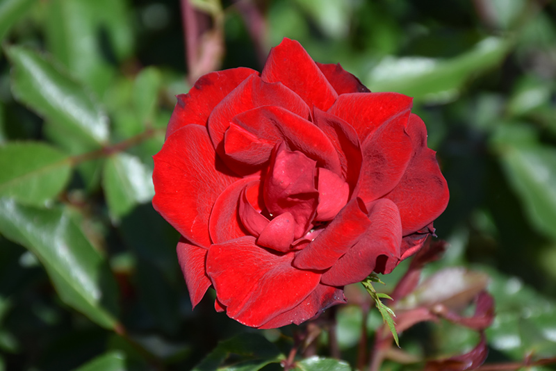 Grace N' Grit Red Rose (Rosa 'Meizygglie') at Gertens