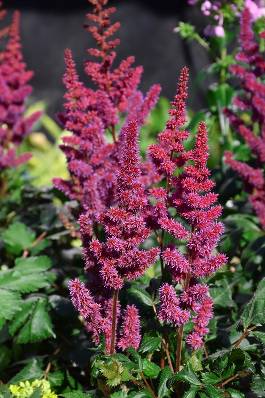 Vision in Red Astilbe (Astilbe chinensis 'Visions in Red') at Gertens