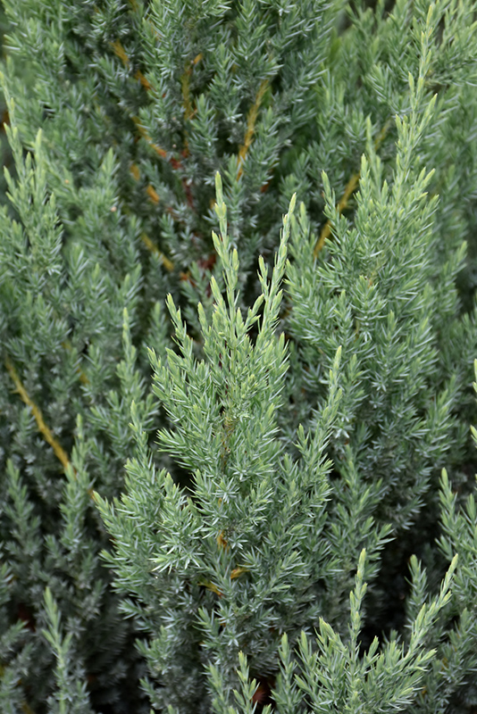 Blue Point Juniper (Juniperus chinensis 'Blue Point') at Gertens