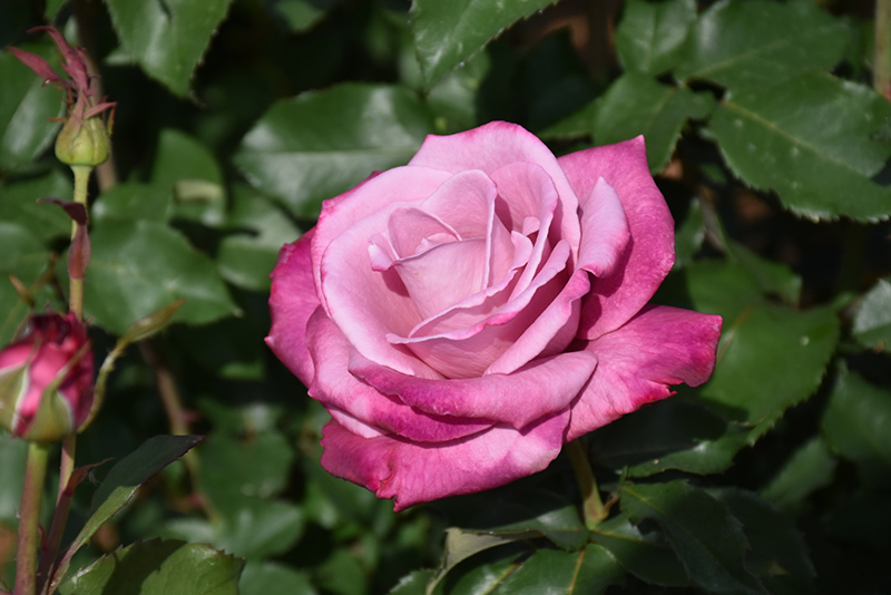 Fragrant Plum Hybrid Tea Rose (Rosa 'Fragrant Plum') at Gertens