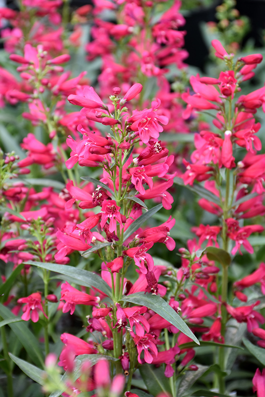 Riding Hood Red Beardtongue Penstemon Barbatus Riding Hood Red In Inver Grove Heights Minnesota Mn At Gertens