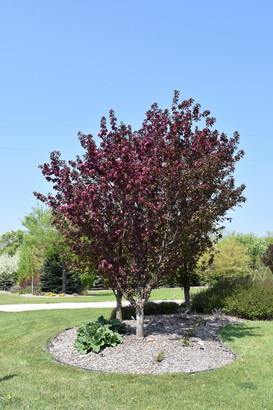 First Editions® Gladiator™ Flowering Crabapple (Malus 'DurLeo') at Gertens
