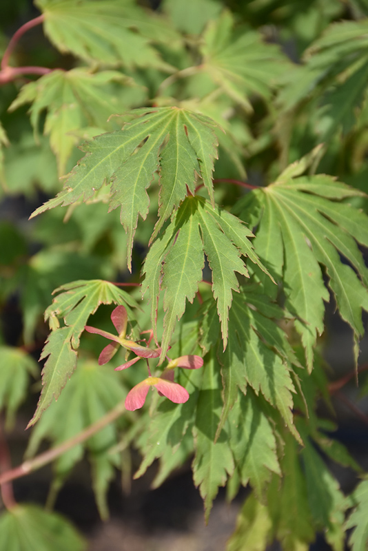 Northern Glow® Maple (Acer 'Hasselkus') at Gertens