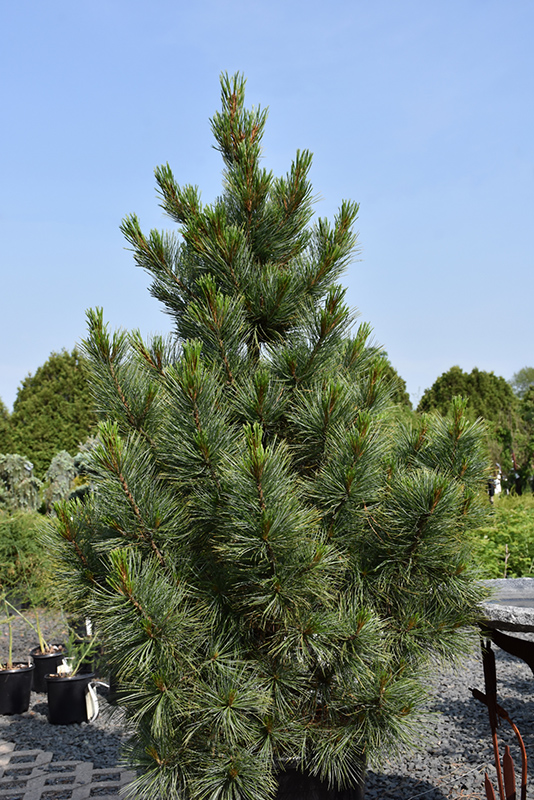 Zirbel Mâchoire Westerstede 70-80 cm-Pinus cembra
