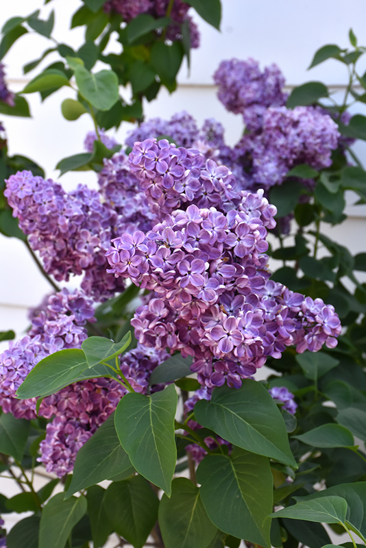 Virtual Violet Lilac (Syringa 'Bailbridget') at Gertens
