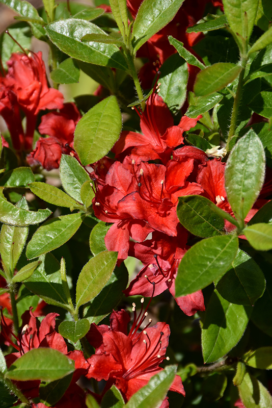 Electric Lights Red Azalea (Rhododendron 'UMNAZ 502') at Gertens
