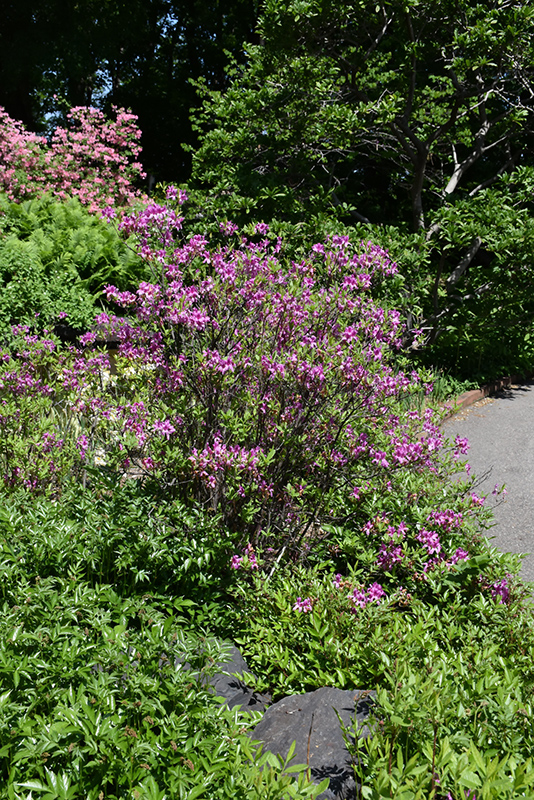 Lilac Lights™ Azalea (Rhododendron 'Lilac Lights') at Gertens