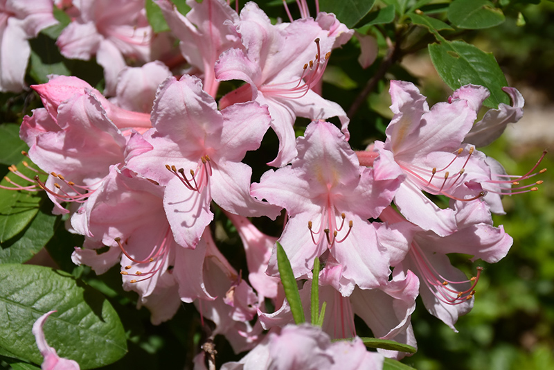Candy Lights™ Azalea (Rhododendron 'Candy Lights') at Gertens