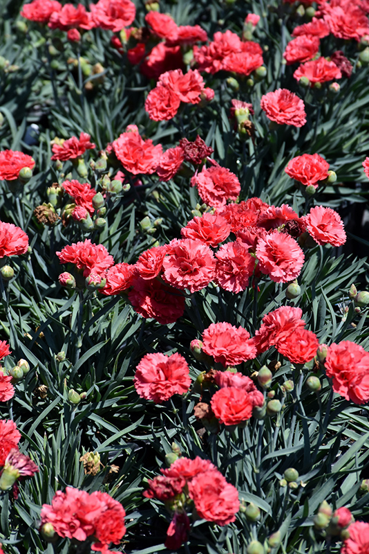 Early Bird™ Chili Dianthus (Dianthus 'Wp10 Sab06') at Gertens