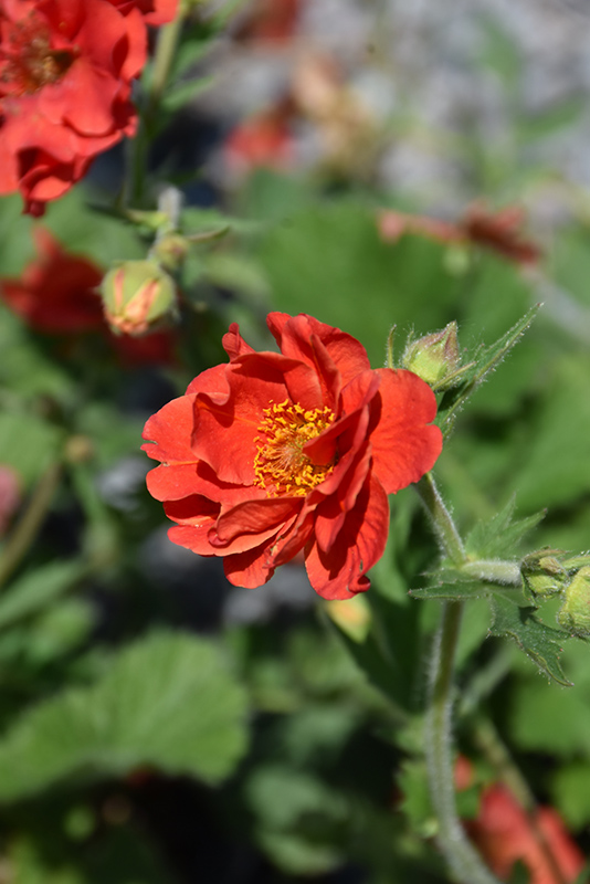 Double Bloody Mary Avens (Geum 'Double Bloody Mary') at Gertens