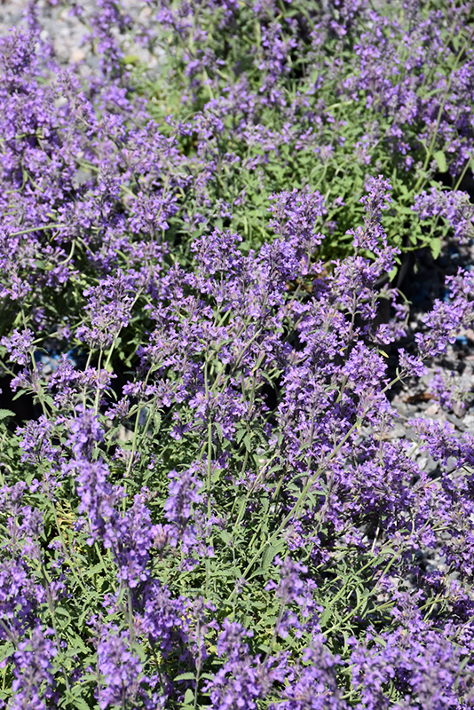 Little Trudy® Catmint (Nepeta 'Psfike') at Gertens