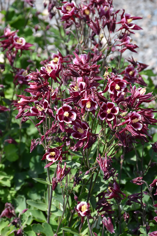 Winky Red Columbine (Aquilegia 'Winky Red And White') at Gertens