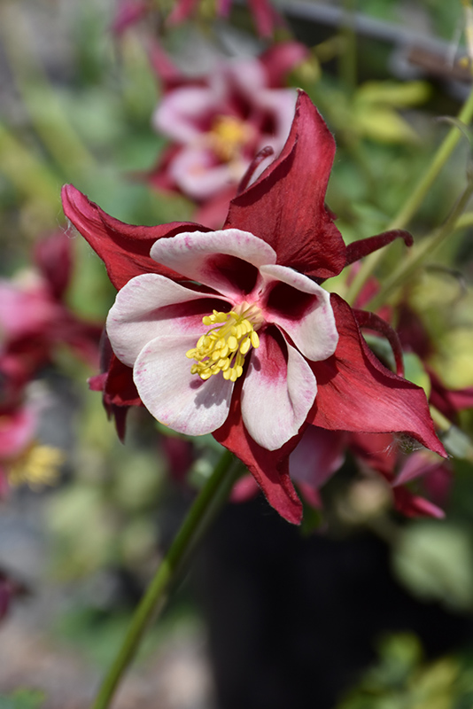 Swan Red & White Columbine (Aquilegia 'Swan Red and White') at Gertens