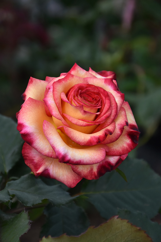 Dream Come True Hybrid Tea Rose (Rosa 'Dream Come True') at Gertens