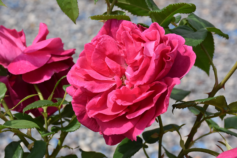 Grande Dame™ Hybrid Tea Rose (Rosa 'WEKmerewby') at Gertens