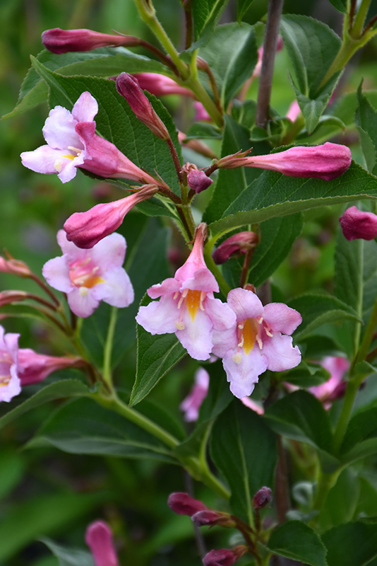 Sonic Bloom® Pure Pink - Weigela florida