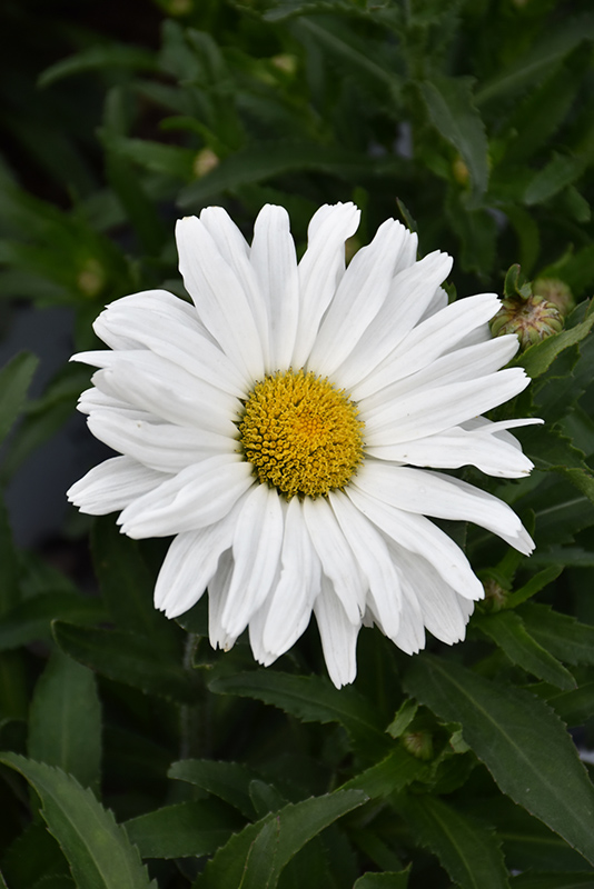 Daisy May® Shasta Daisy (Leucanthemum x superbum 'Daisy Duke') at Gertens